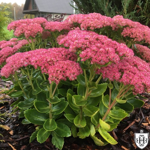 Sedum telephium 'Herbstfreude' - Verev kukehari 'Autumn Joy' P9/0,55L